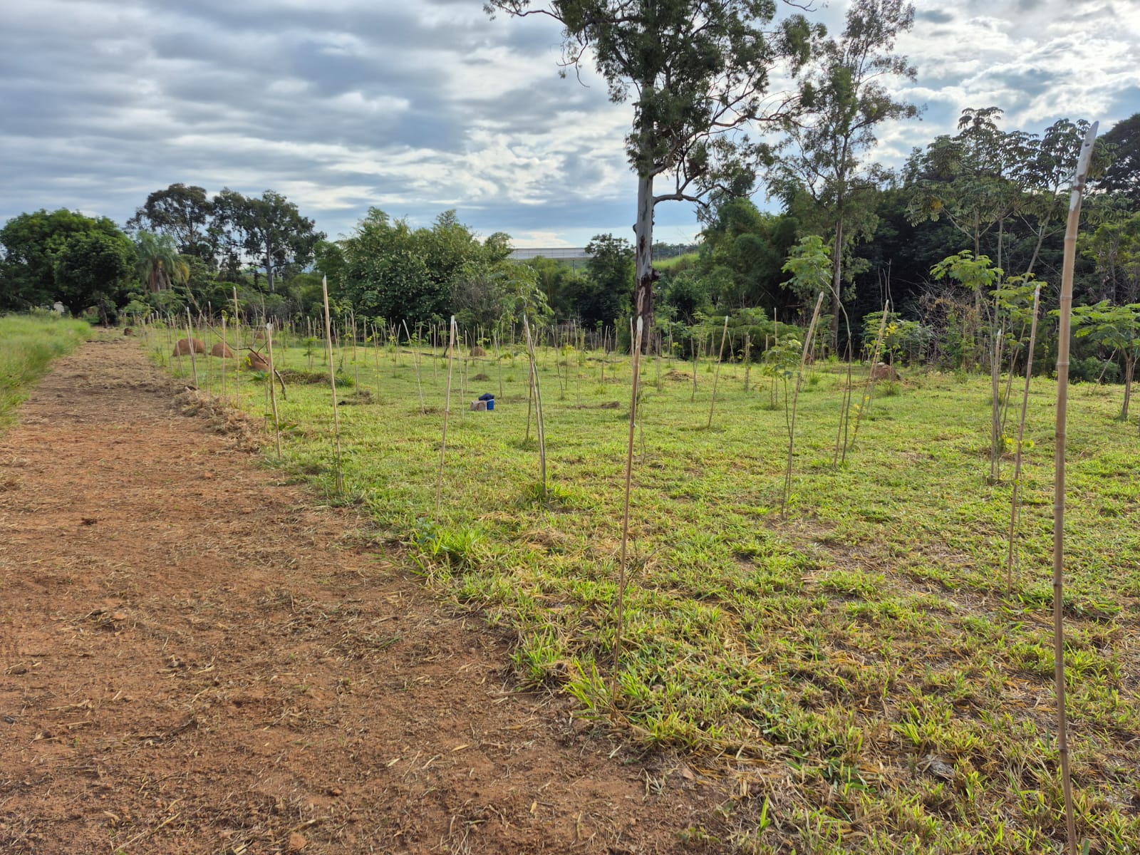 Trabalho ambiental realizado em campo